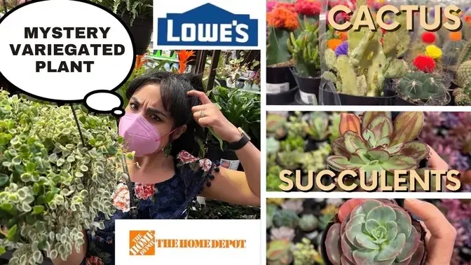 BIG BOX STORE CATUS & SUCCULENTS SHOPPING TOUR + UNKNOWN VARIEGATED PLANTS / Peperomia Maako!