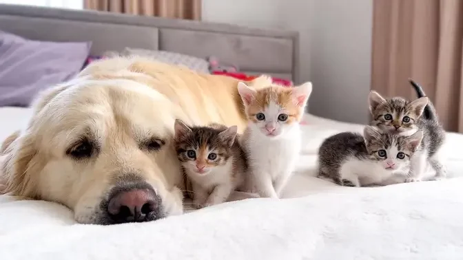 Tiny Kittens Love a Golden Retriever like their Mom