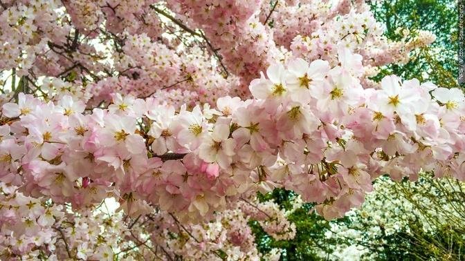 National Park Service Forecasts This Year’s Cherry Blossom Peak in D.C.