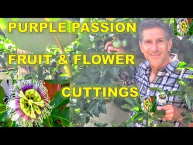 Purple Passion Fruit & Flowers | Cutting | Propagation | Genetically Identical Plants