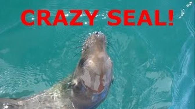Meet the Cute Baby Seal From "Seal Rides a Whale"