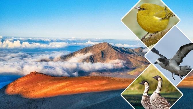 Native Hawaiian Forest Birds - Wildlife Spotted in Haleakala National Park