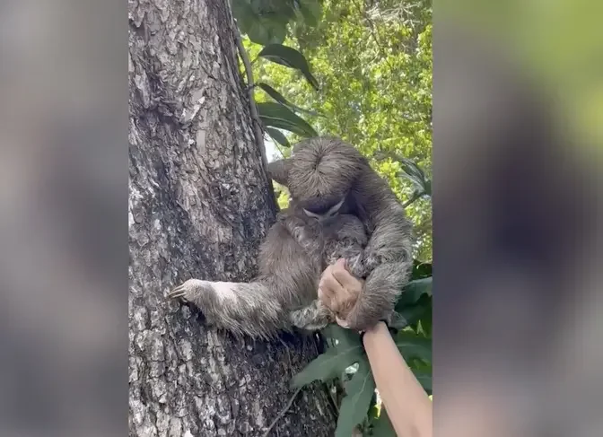 Adorable Moment Baby Sloth Is Reunited With Mum After It Was Found
