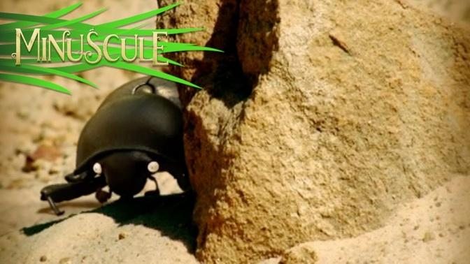 Minuscule - Bouse de la / The Dung Beetle Battle (Season 1)