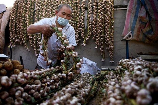 美參議員要求調查惡劣條件下生產的中國蒜