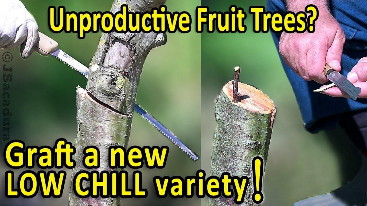 Grafting Fruit Trees | Unproductive Fruit Trees in a mild winter zone? Graft a LOW CHILL variety!
