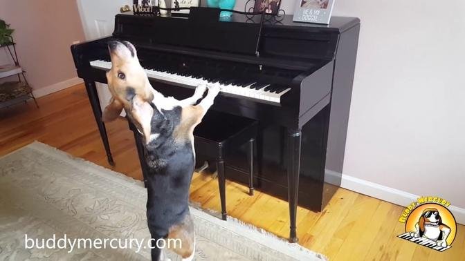 Buddy Mercury is the INCREDIBLE Singing Piano Dog!!! - AMAZING Compilation