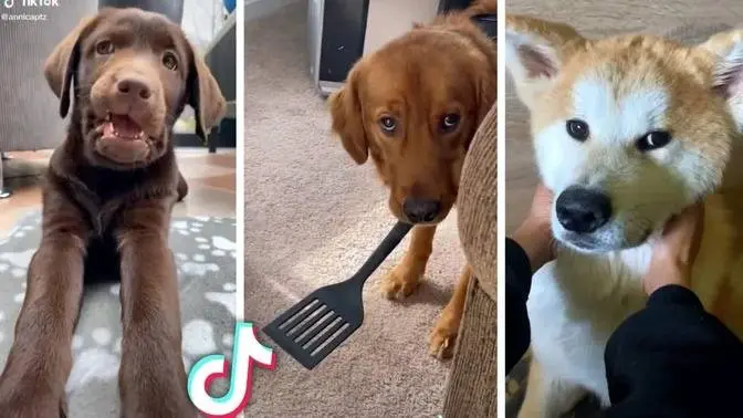 Best Compilation of Funny & Cute DOG Videos! 🐶🐶