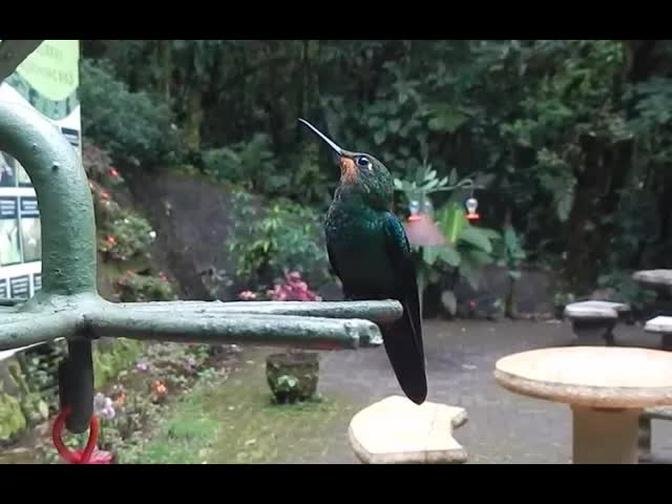 Hungry Hummingbirds In Monteverde National Park, Costa Rica