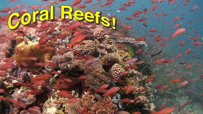 Coral Reef Biology | JONATHAN BIRD'S BLUE WORLD