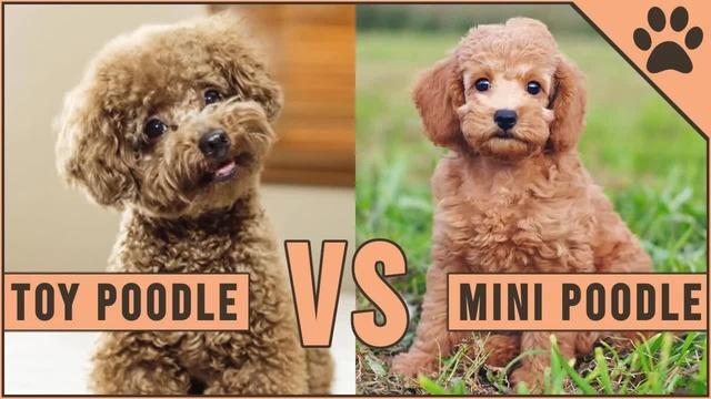 toy poodle and miniature poodle mix