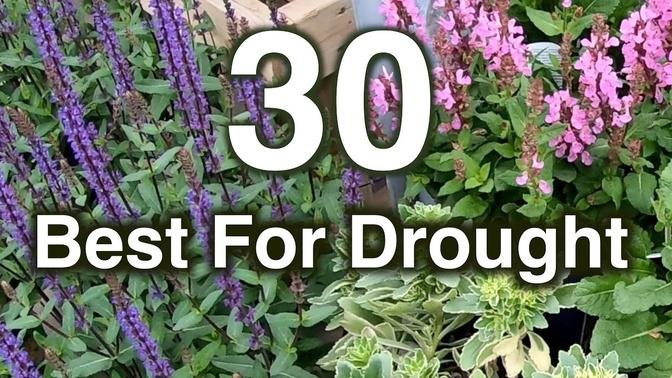 Drought Resistant Flowers. 30 Perennials Proven To Grow | Videos | Tips ...