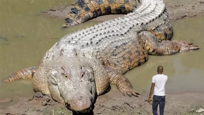 30 Biggest Animals Ever Captured !