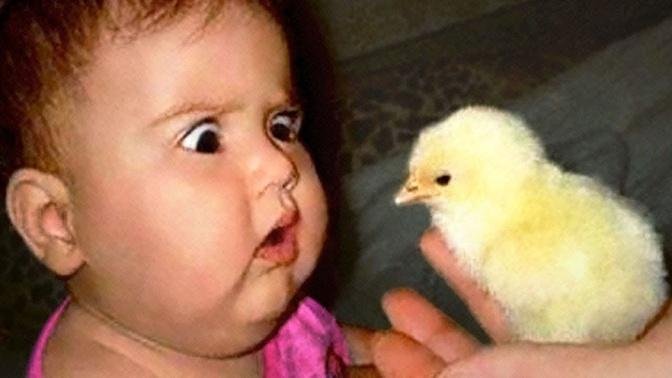 Try Not To Laugh: Funniest Moment Of Baby And Animals |Best Friend Is Sharing…