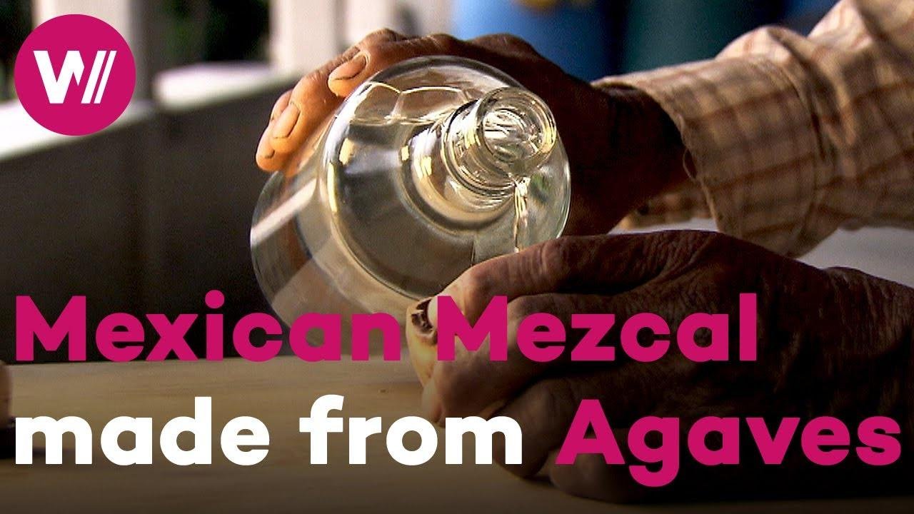 Mexican Mezcal - Tequila's wayward half-brother enriched with agave caterpillars and scorpions