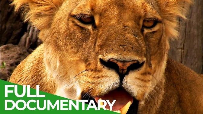 The Last Lion of the Liuwa Plain | Free Documentary Nature