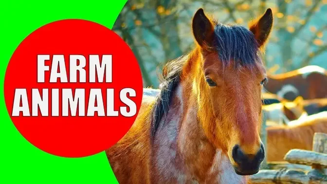 POPULAR FARM ANIMALS - Domestic Animal Sounds | Educational Video for Babies  & Kids