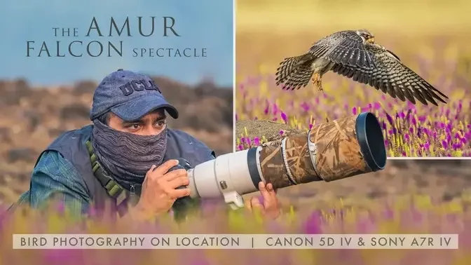 The AMUR FALCON Spectacle | A Raptor Like No Other & the RUTHLESS SIDE of Bird Photography
