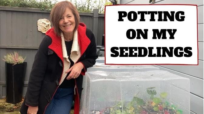 Potting On My Seedlings & Plans For A Permanent Greenhouse
