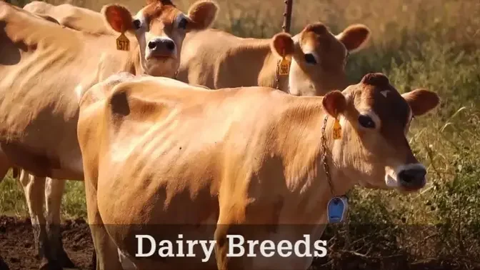 Dairy Breeds
