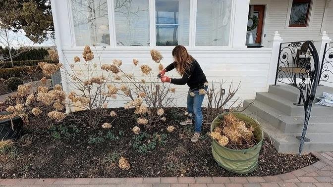 3 Pruning Chores: Hellebores, Shrub Roses & Panicle Hydrangeas! ✂️✂️✂️ // Garden Answer