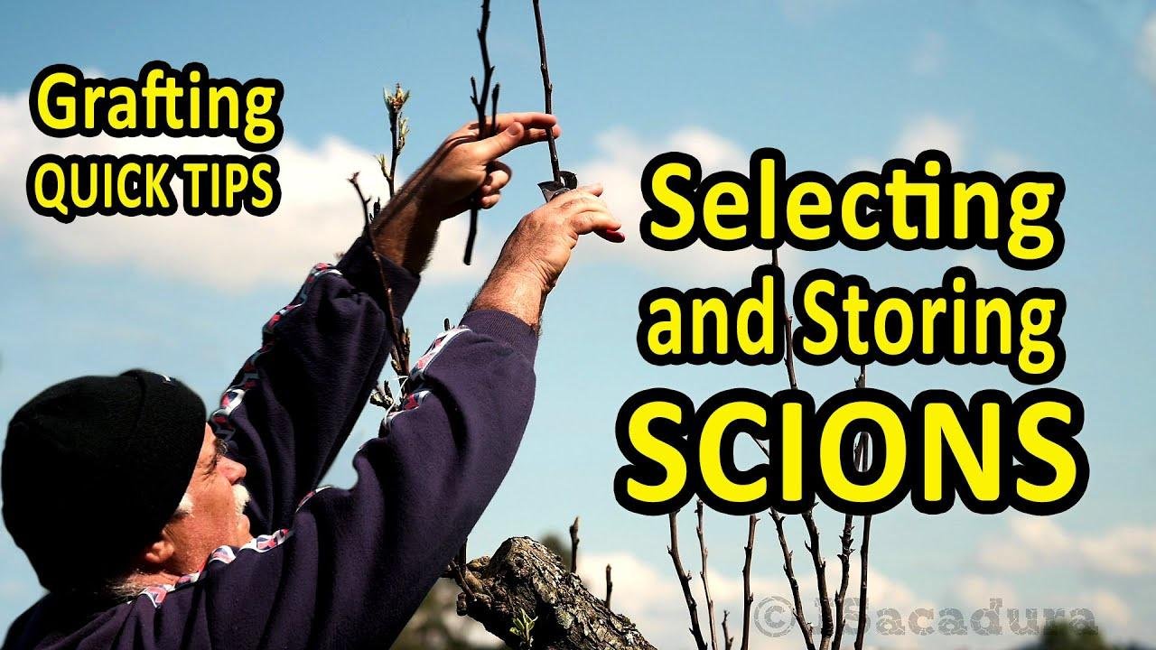Quick Tips for Grafting | How to select, cut and store scions for grafting