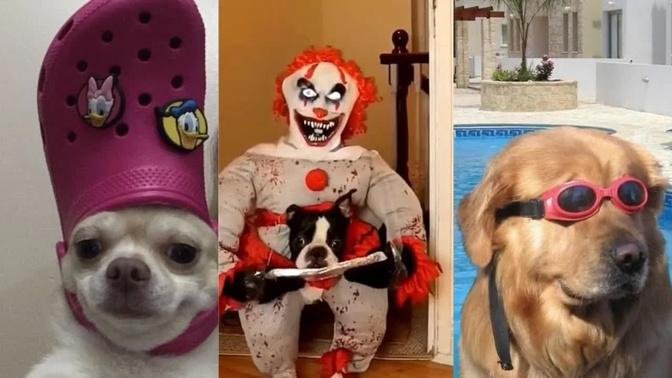 SUPER FUNNY DOGS VIDEO COMPILATION- TRY NOT TO LAUGH 😂 I Funny Pets 🐶