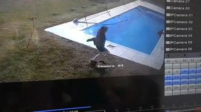 Boy Saves Dog From Drowning in Pool