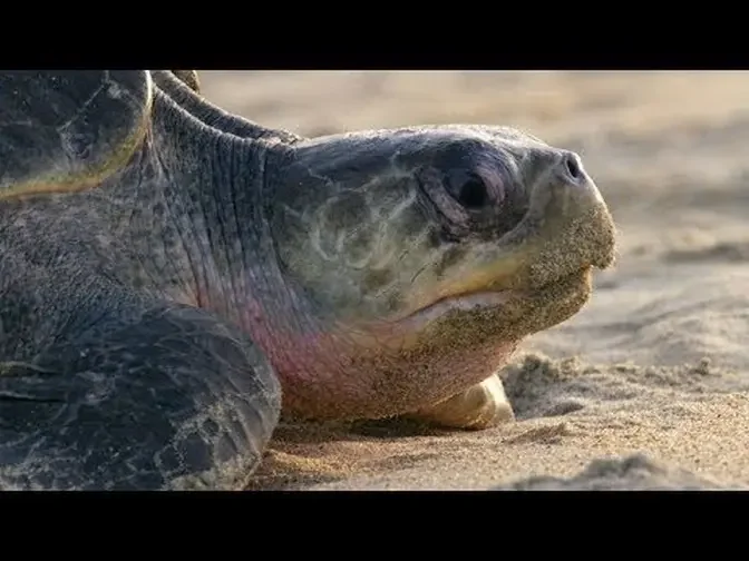 For Olive Ridley Sea Turtles, Laying Eggs is Grueling Work