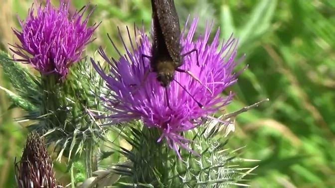 Butterfly beauty and thistle so fine!