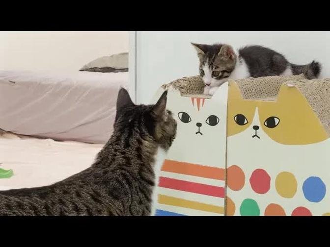 The Rescued Kitten Behaves Politely in front of the Big Cat │ Episode.103