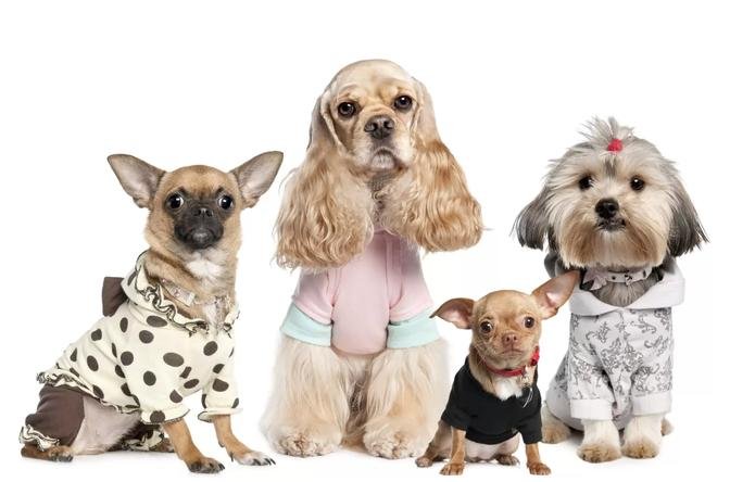 Pet Clothing Market Analysis: Growth Drivers, Size, Competitive Landscape 2028