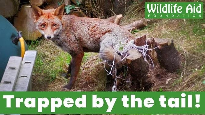 This poor fox was trapped for FOUR HOURS!