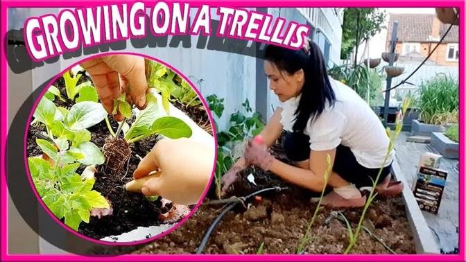 Planting Cherry Tomato Lettuce Pakchoi Beans Pechay Growing On A Trellis Gardening Guide Tips