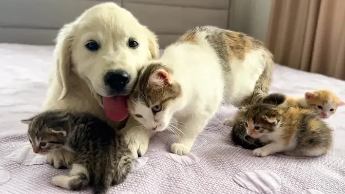 Golden Retriever Puppy as Another "Baby Kitten" of a Mom Cat