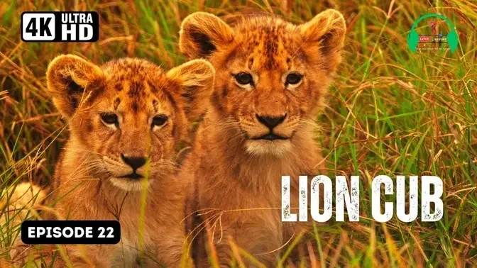 Playful paws and a fierce heart: 🦁 Lion cub roars into the world | Episode 22 @loveisinnature