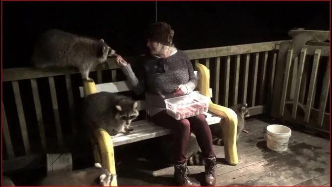 Katherine Moffatt & Raccoons