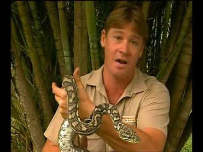 -Steve Irwin's Wildest Animal Encounters (Part 1). | Videos | Stephen ...