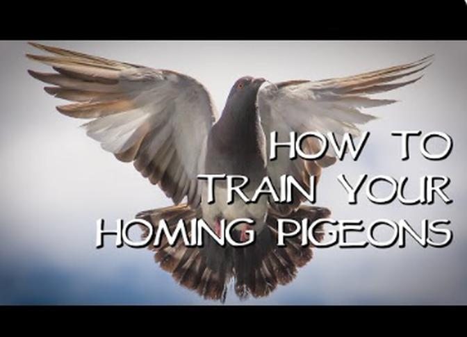 Homing Pigeons - Teach Your Birds Come Home!
