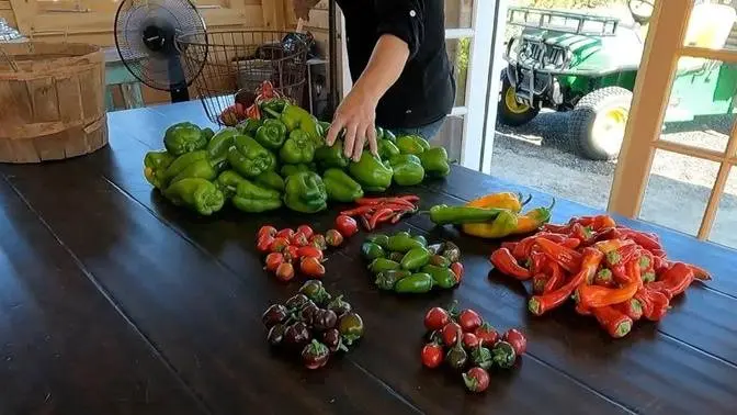 Harvesting a Bunch of Produce! 🌽🫑🌶🍓 (Onions, Beans, Peppers, Corn & Berries!) // Garden Answer