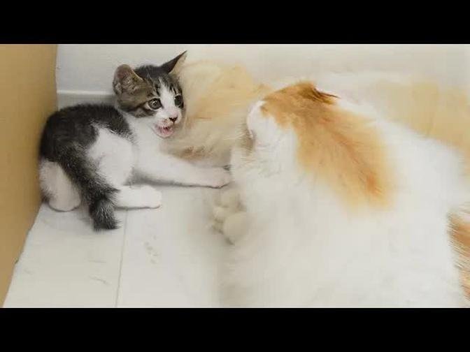 What Happens When the Rescued Kitten Teases the Big Cat Too Much? │ Episode.116