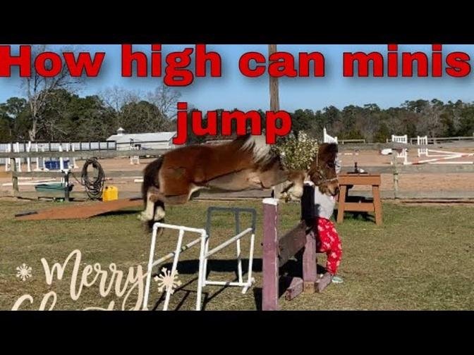miniaturehorse #ponies Miniature Horse Jumping really high. How high can my little pony