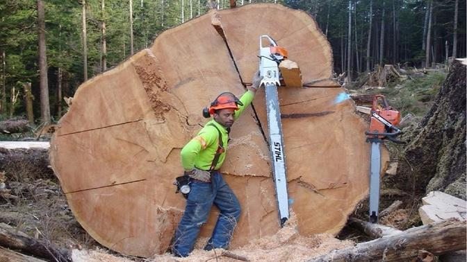 Dangerous Huge Tree Felling Cutting Down Skill  Fastest Chainsaw Cutting Tree Heavy Machines