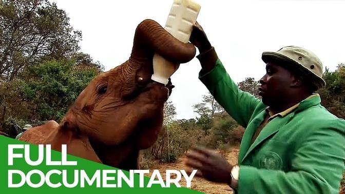 Elephants - Back to the Wild | Part 1 - The Orphanage of Elephants | Free Documentary Nature