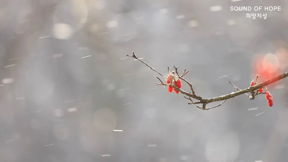 #winterbeauty 눈이 나리네
