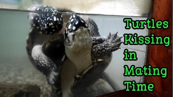 Tuttles matting | Turtles Mating Behaviour |  Familiarity With Animals (FWA)