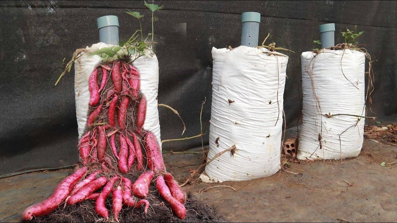 Take advantage of kitchen waste to grow sweet potatoes at home for many large tubers