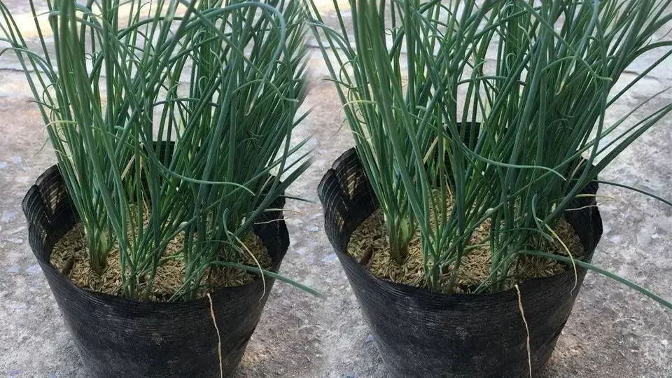 Mẹo trồng hành lá từ gốc trong chậu tại nhà | growing green onions