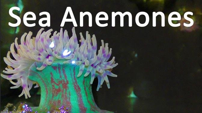 SEA ANEMONES! _ 10 Insane Facts about Sea Anemones.mp4