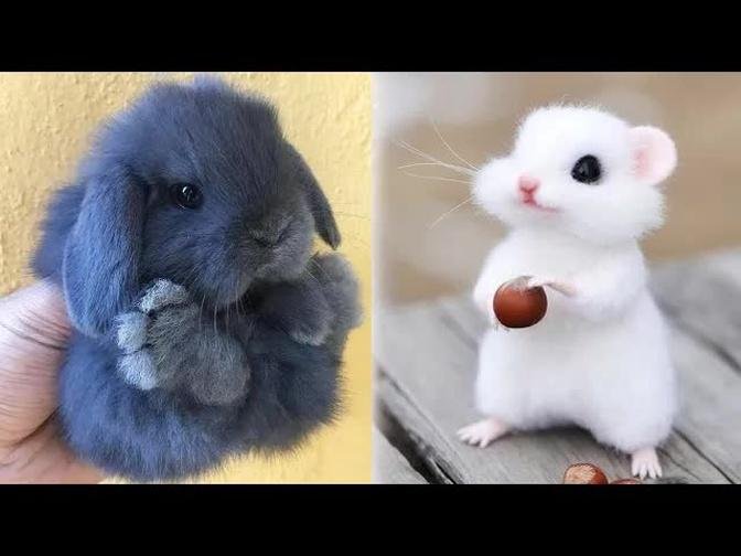 Cute baby animals Videos Compilation cute moment of the animals #13 Cutest Animals 2022
